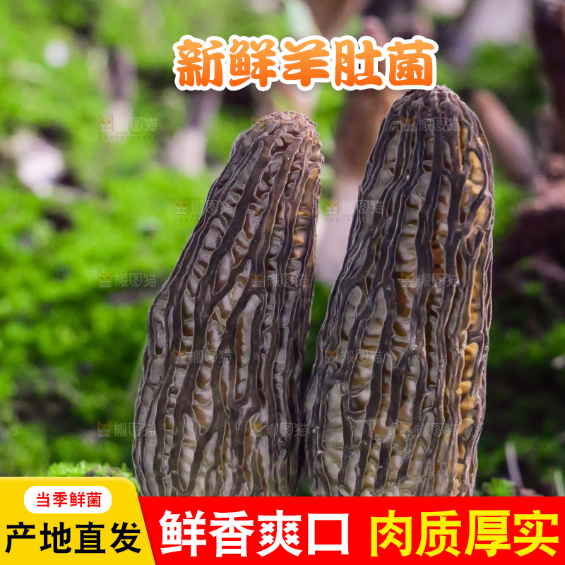 手里拿着新鲜羊肚菌