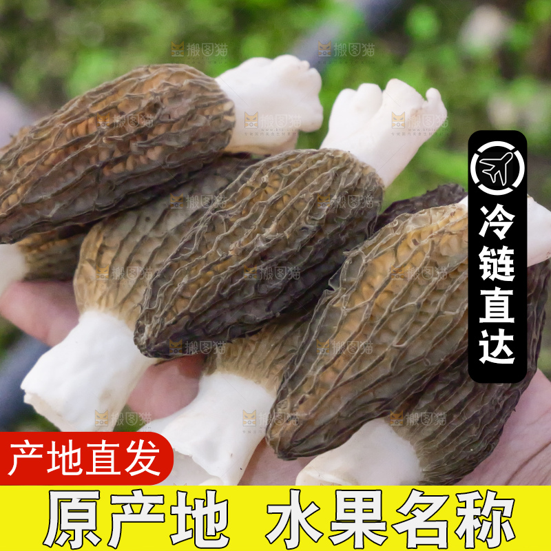 手里拿着新鲜羊肚菌