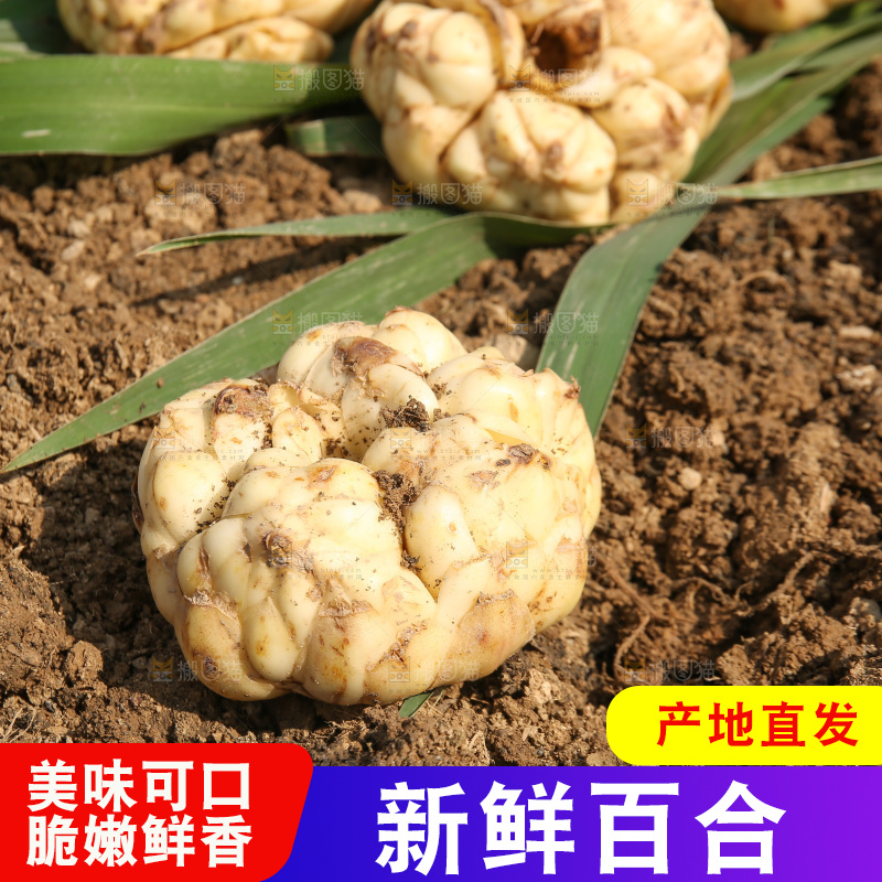 地里的新鲜百合
