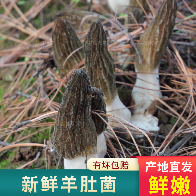 羊肚菌种植基地