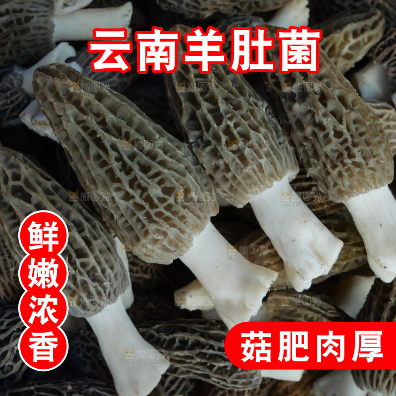 堆放着的新鲜羊肚菌