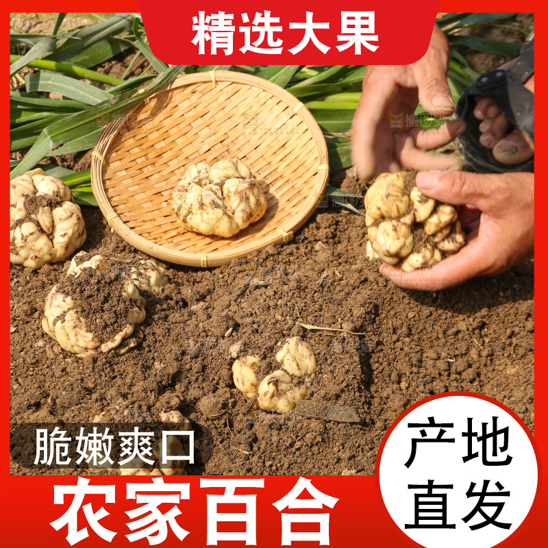 地里的新鲜百合