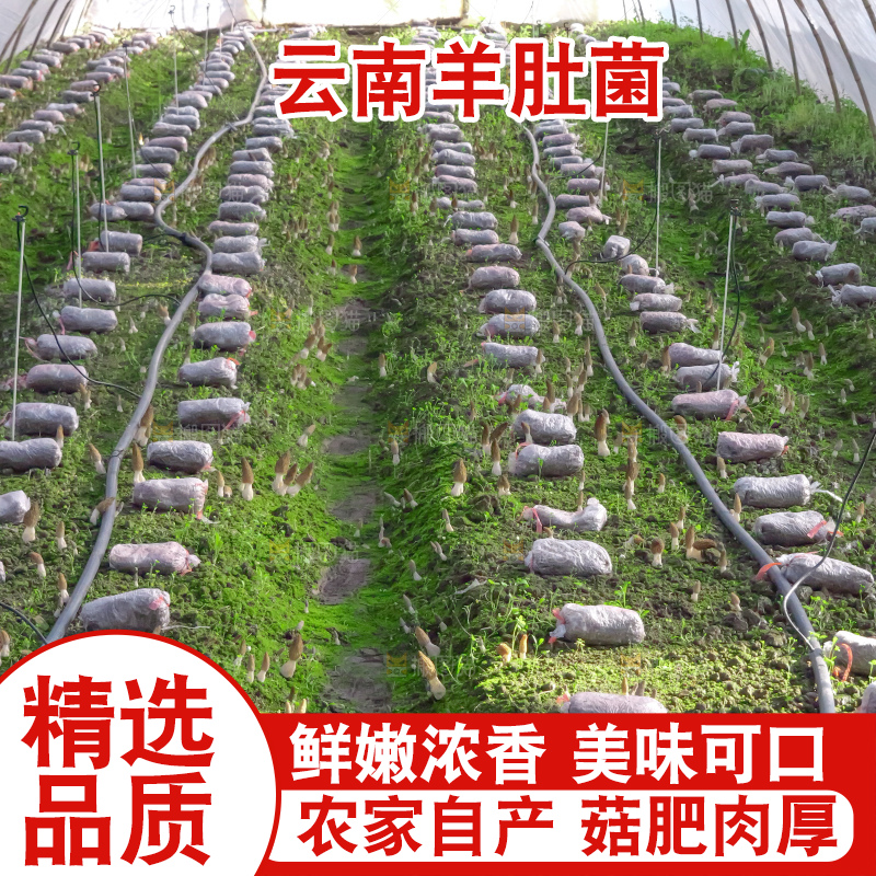 羊肚菌种植基地