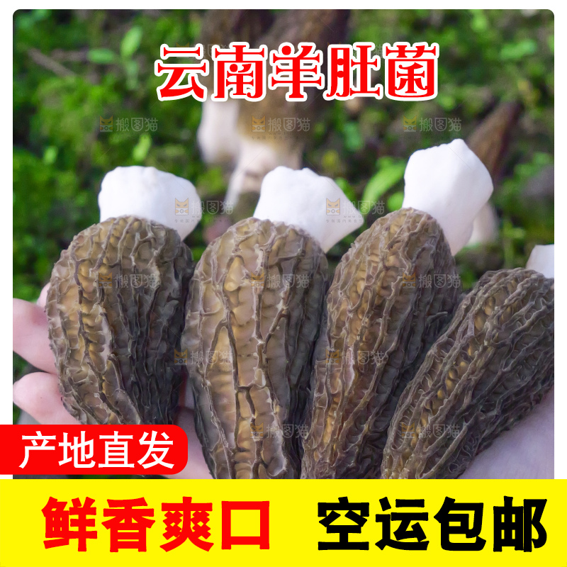 手里拿着新鲜羊肚菌
