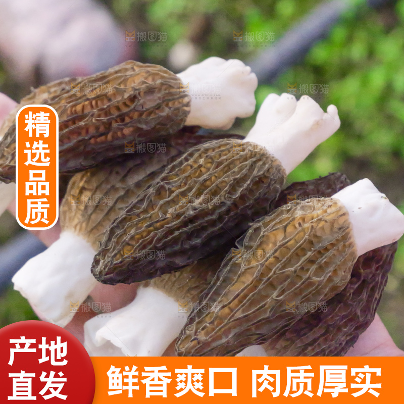 手里拿着新鲜羊肚菌