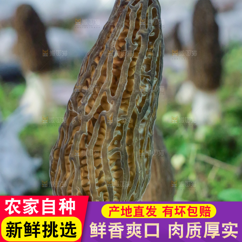 羊肚菌种植基地