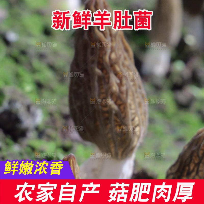 羊肚菌种植基地