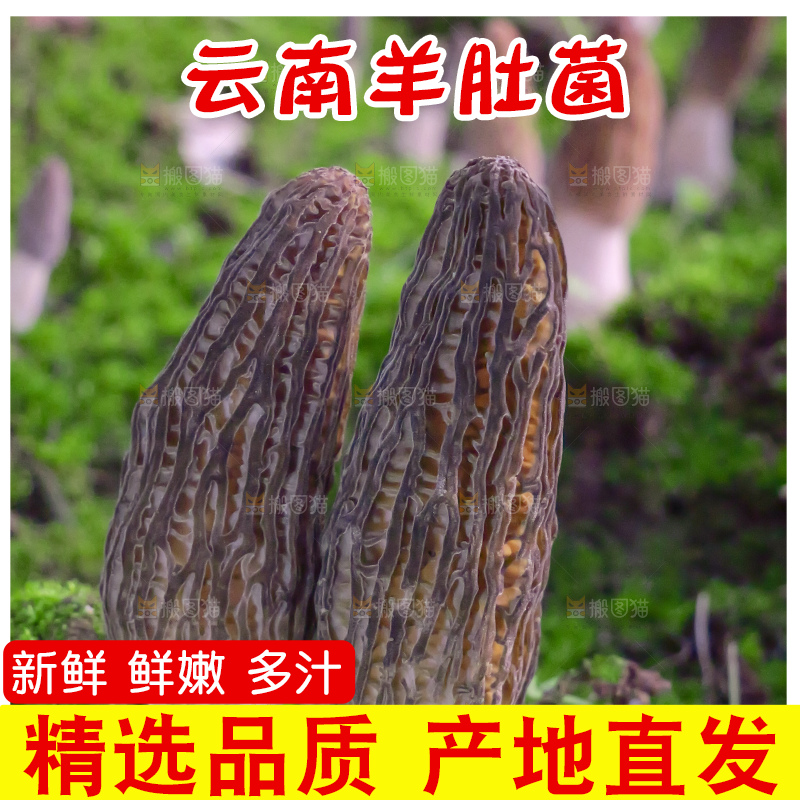 手里拿着新鲜羊肚菌