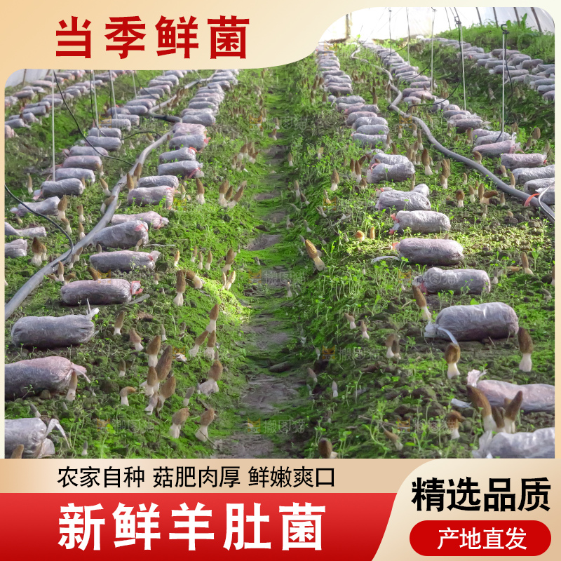 羊肚菌种植基地