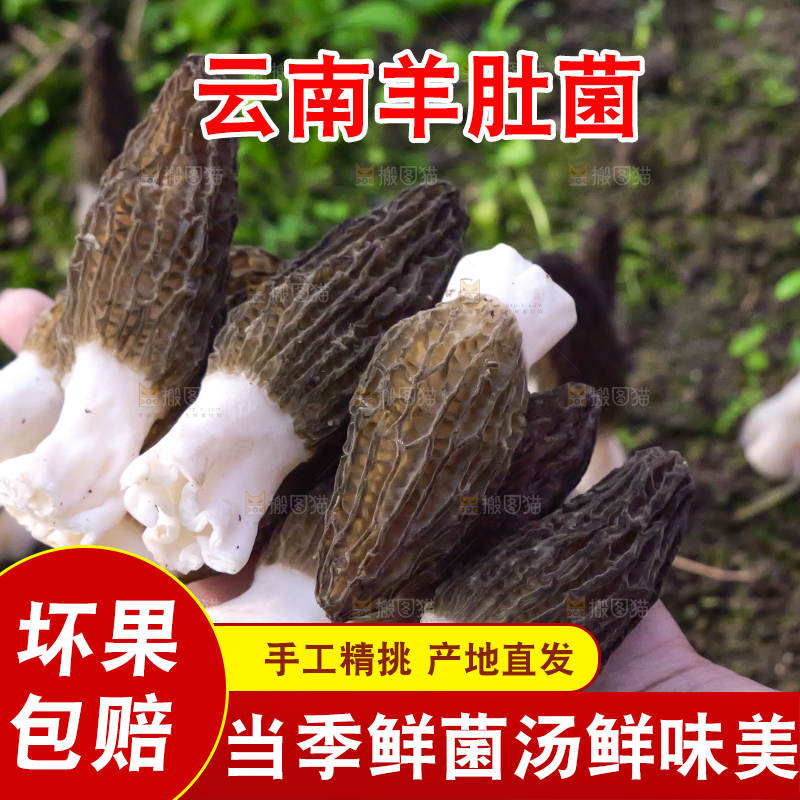手里拿着新鲜羊肚菌