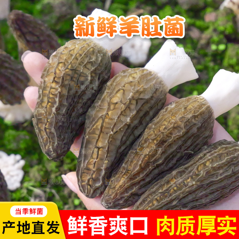 手里拿着新鲜羊肚菌