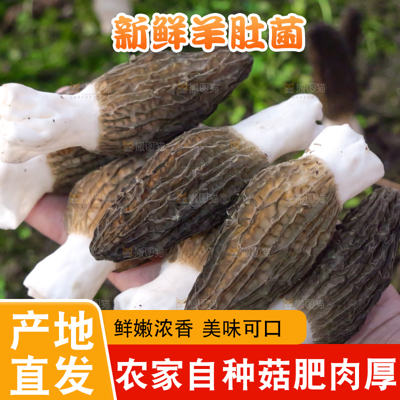 羊肚菌主图
