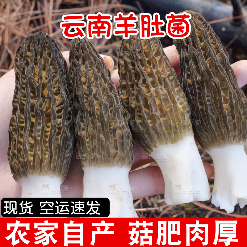 羊肚菌主图