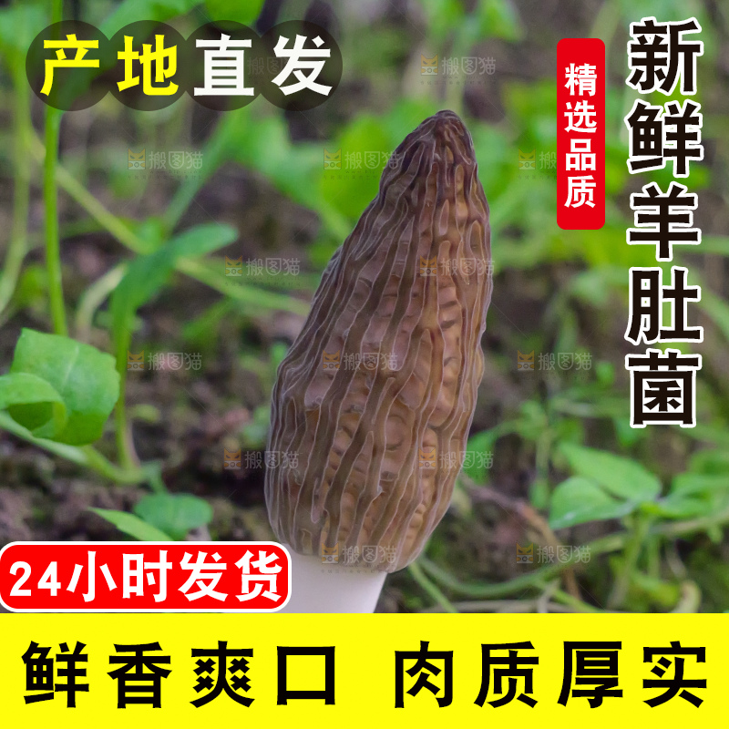 羊肚菌主图