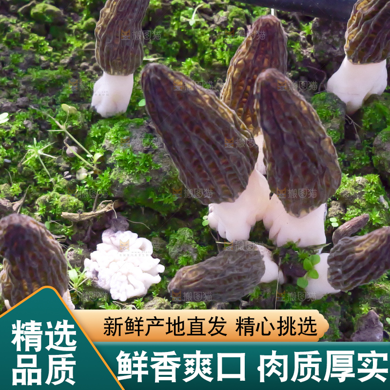 羊肚菌种植基地