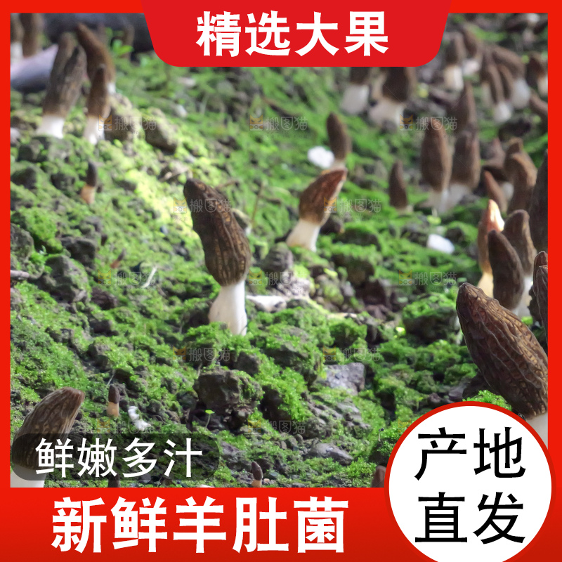 羊肚菌种植基地