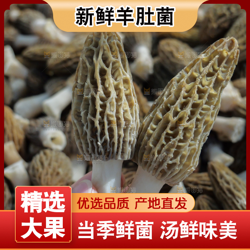 羊肚菌主图