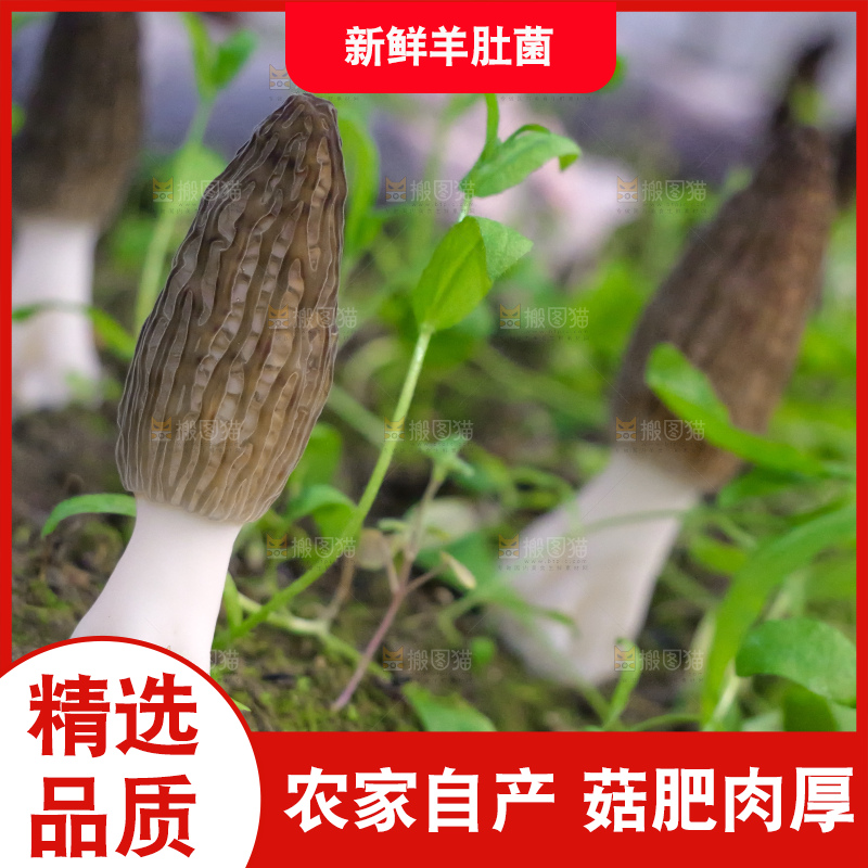 羊肚菌种植基地