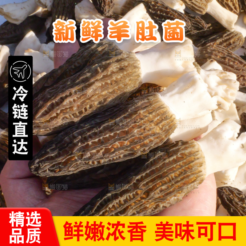 羊肚菌主图