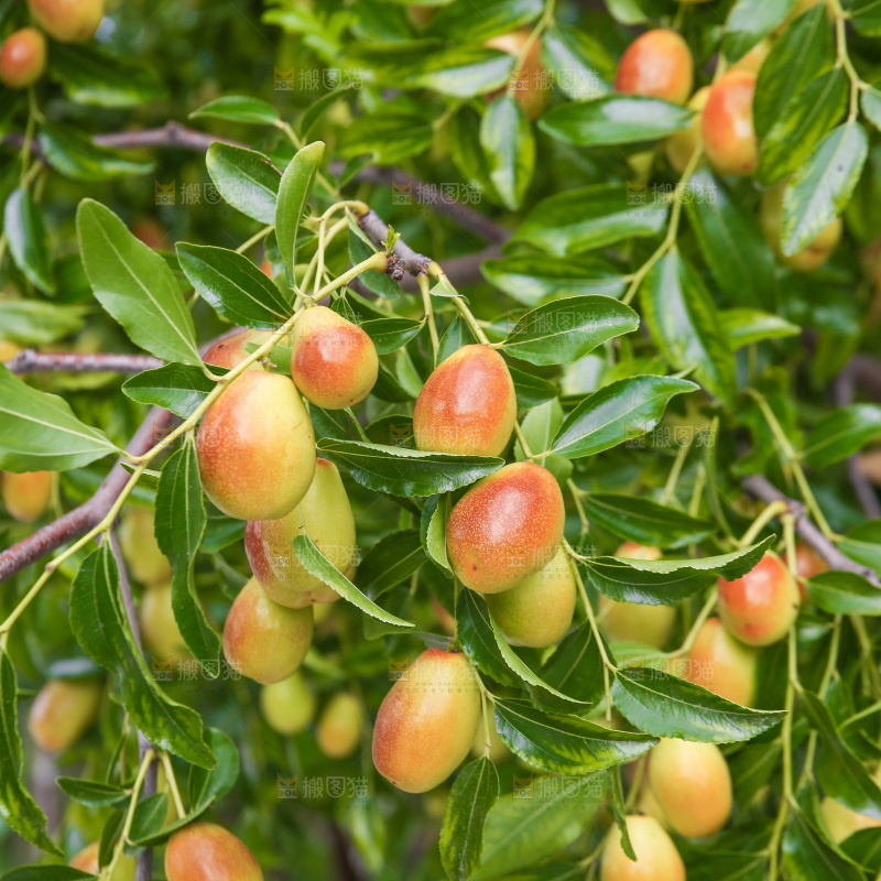 一大片枣树