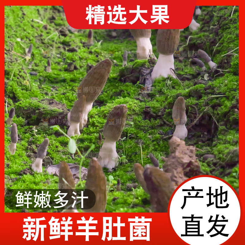 羊肚菌种植基地