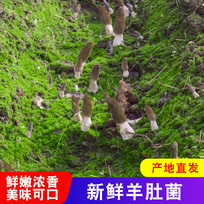 羊肚菌种植基地