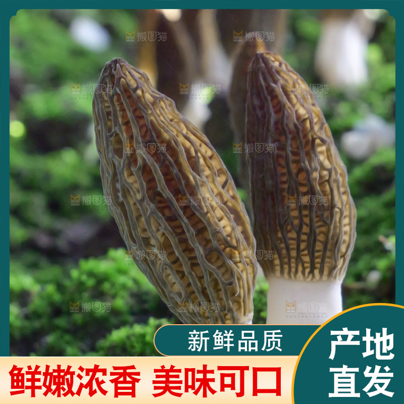 羊肚菌种植基地