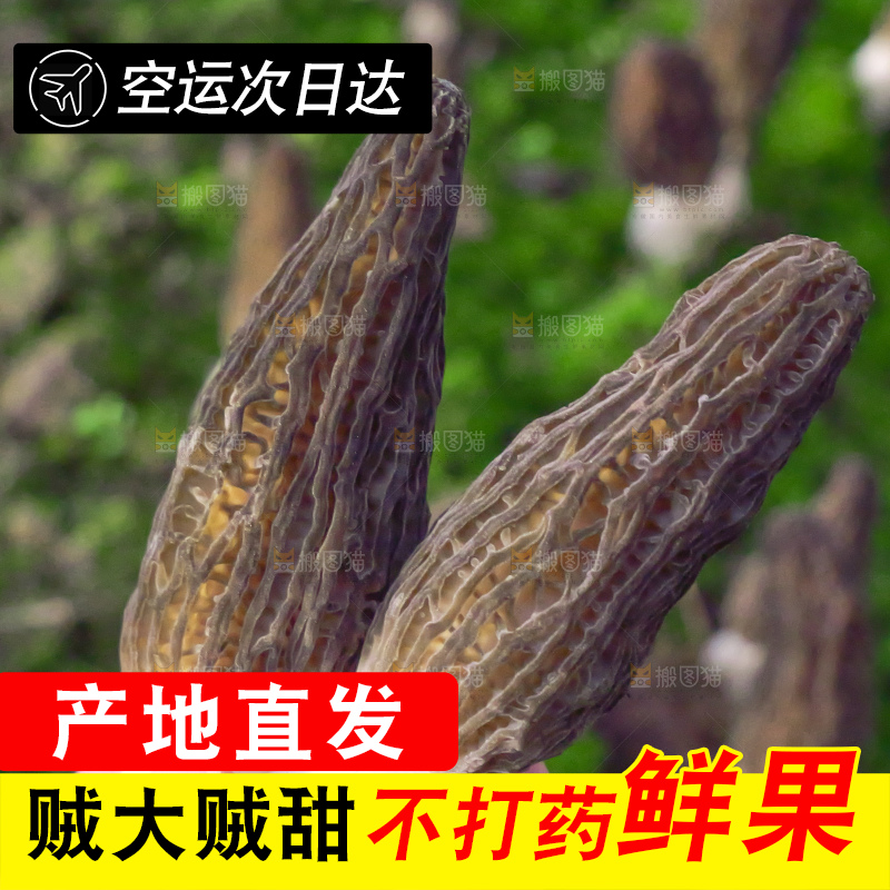 手里拿着新鲜羊肚菌