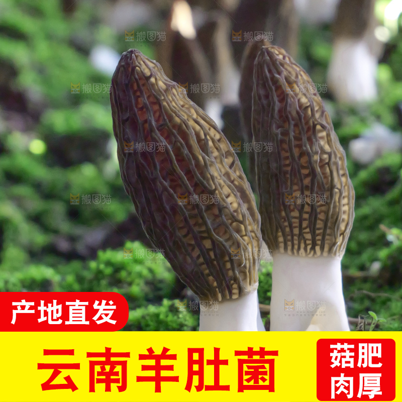 羊肚菌种植基地