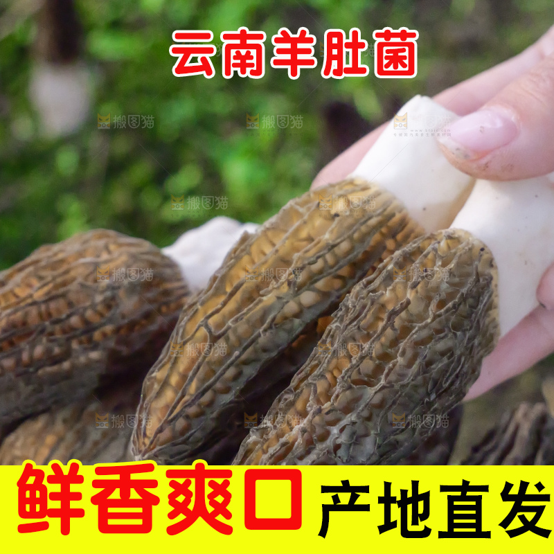 手里拿着新鲜羊肚菌