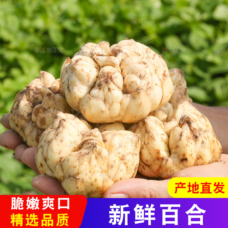 手里拿着新鲜百合