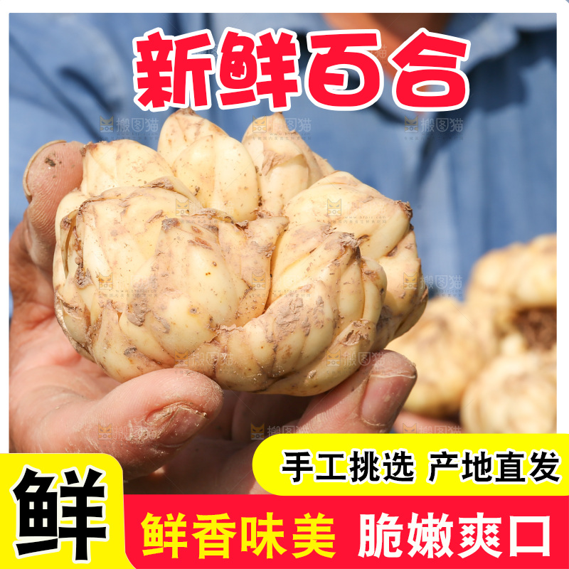 手里拿着新鲜百合