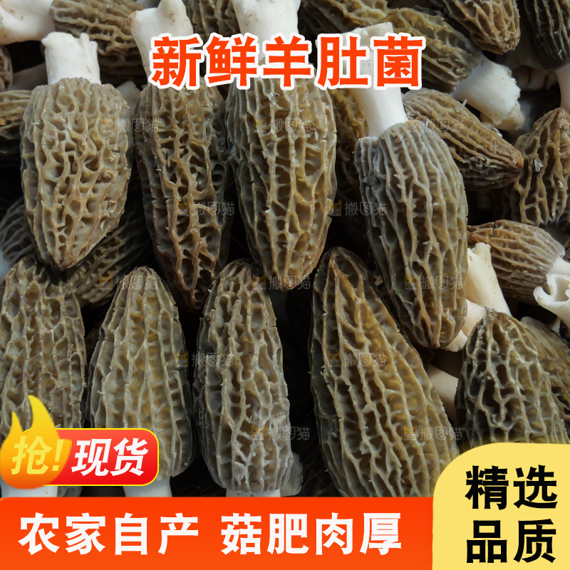 堆放着的新鲜羊肚菌