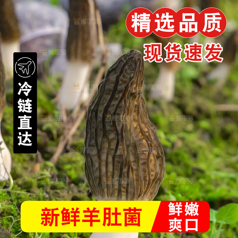 羊肚菌种植基地