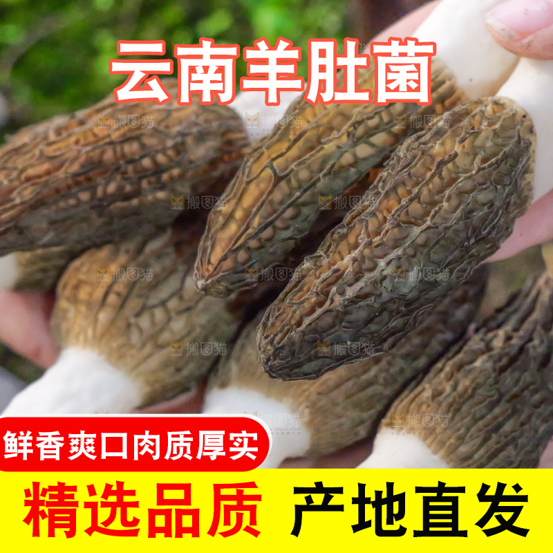 羊肚菌主图