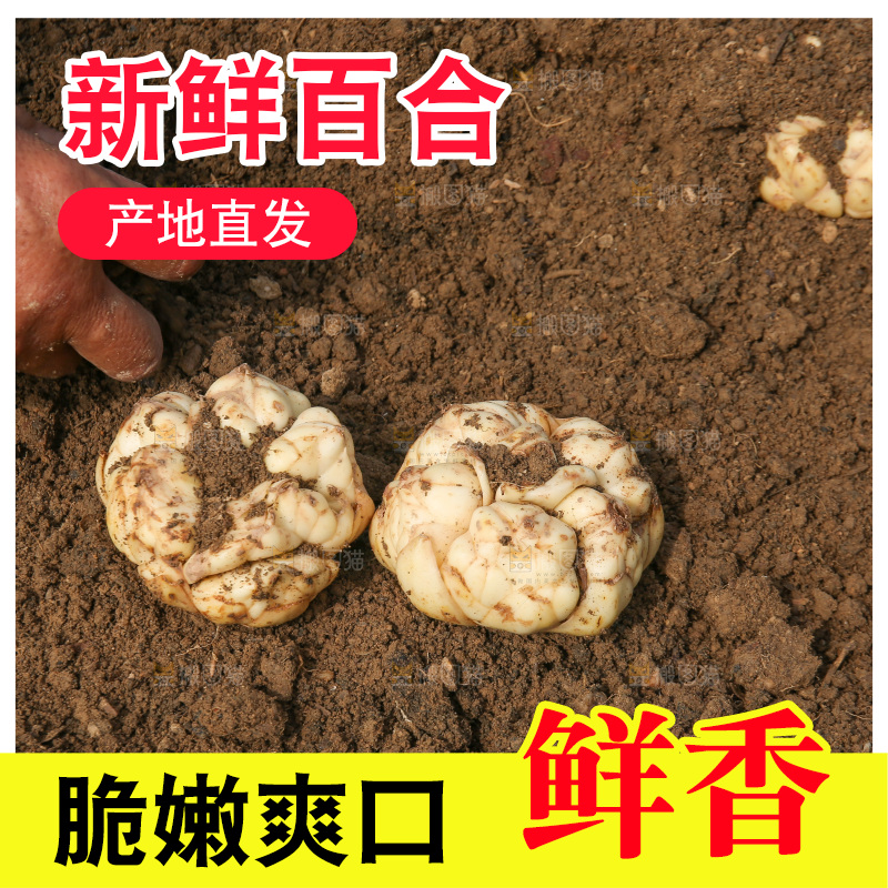 地里的新鲜百合