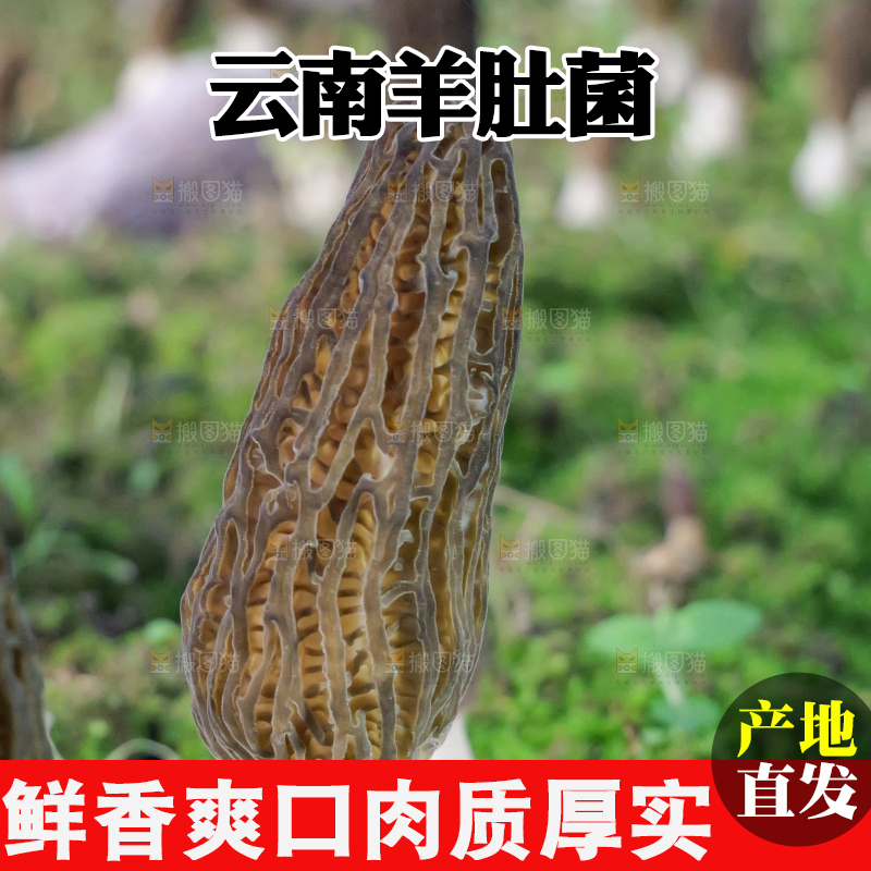 羊肚菌种植基地