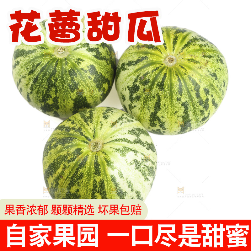 白底上的花蕾甜瓜