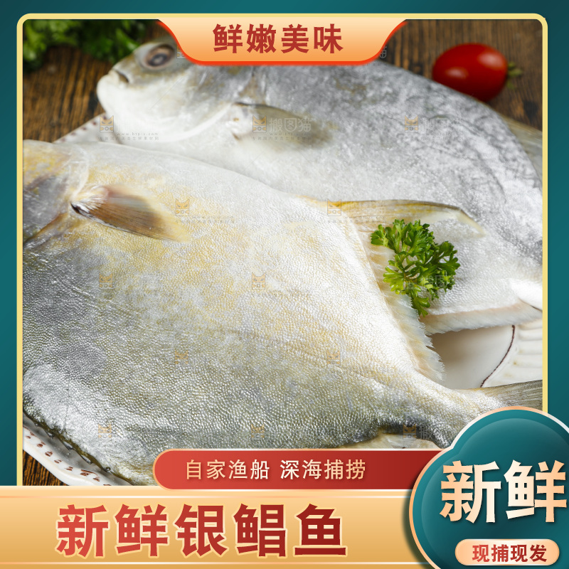深底上的银鲳鱼
