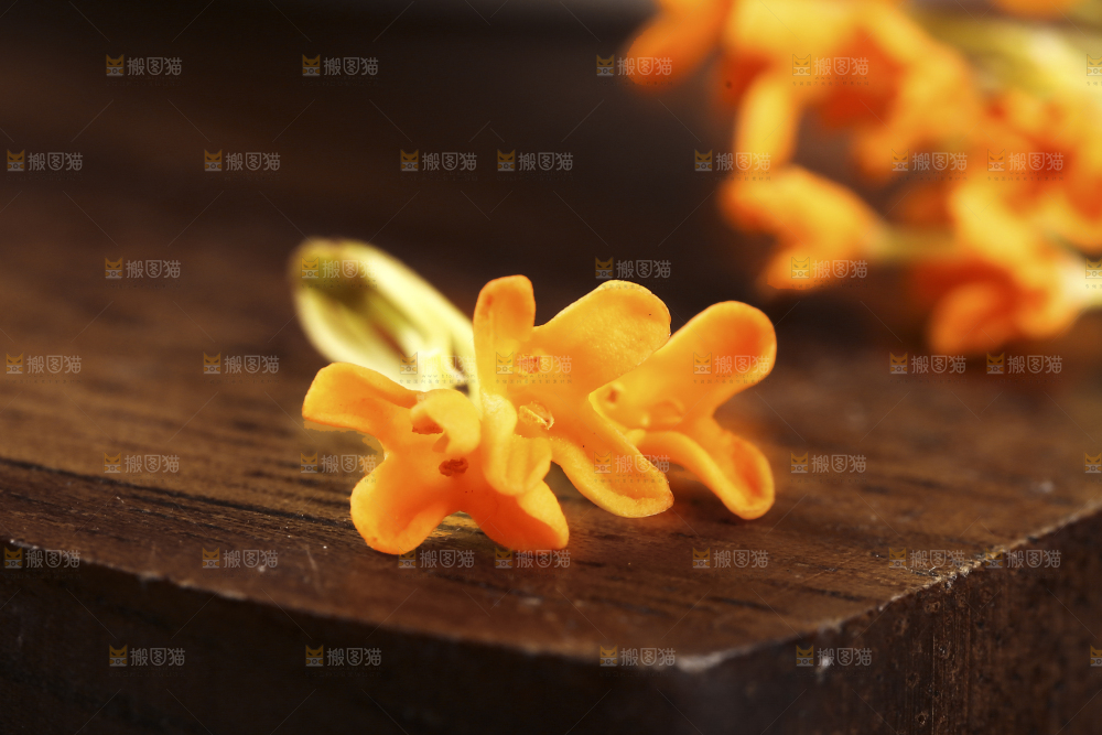 深底上的桂花