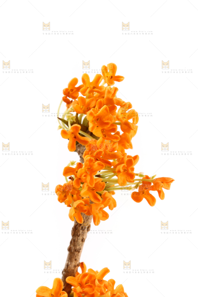 白底上的桂花