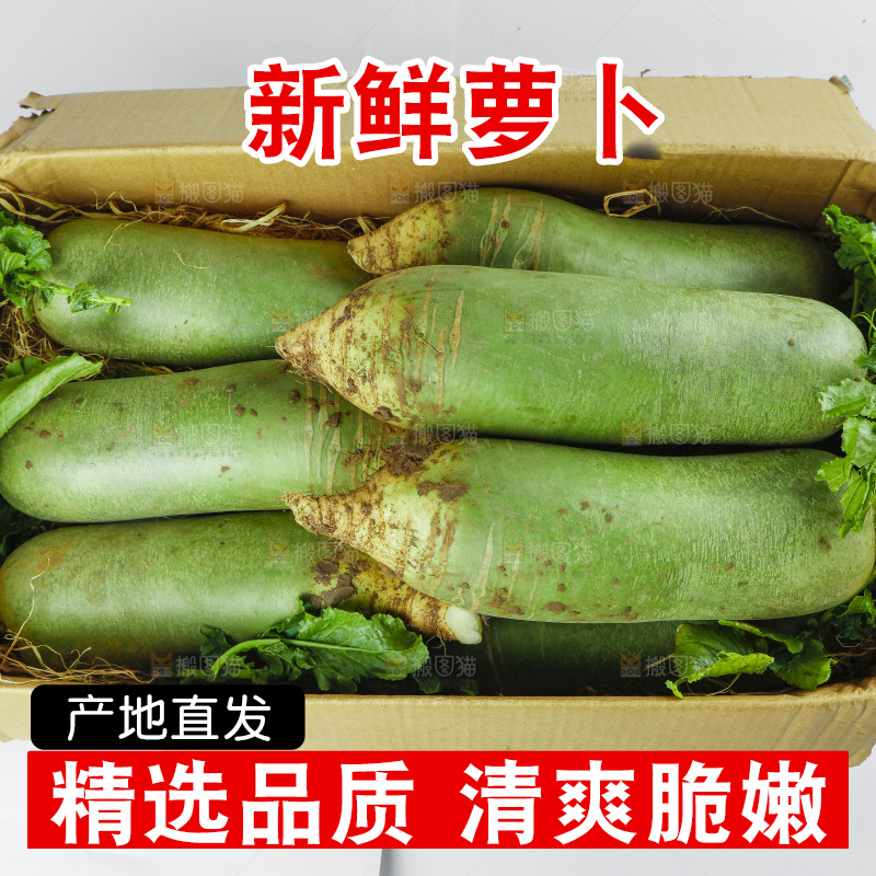 白底上的沙窝萝卜
