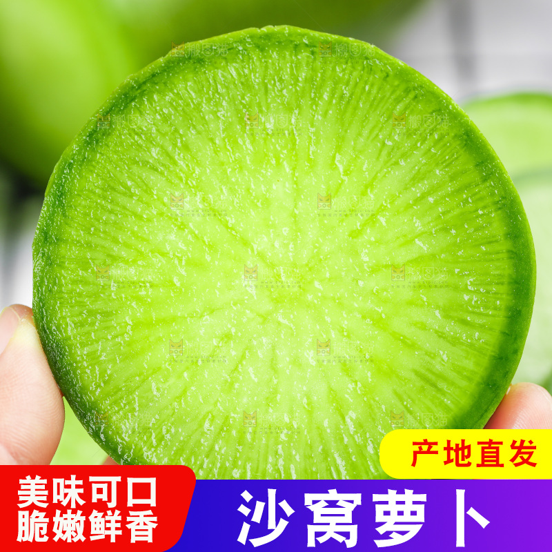 浅底上的沙窝萝卜