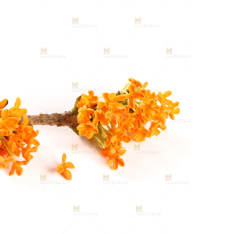 白底上的桂花