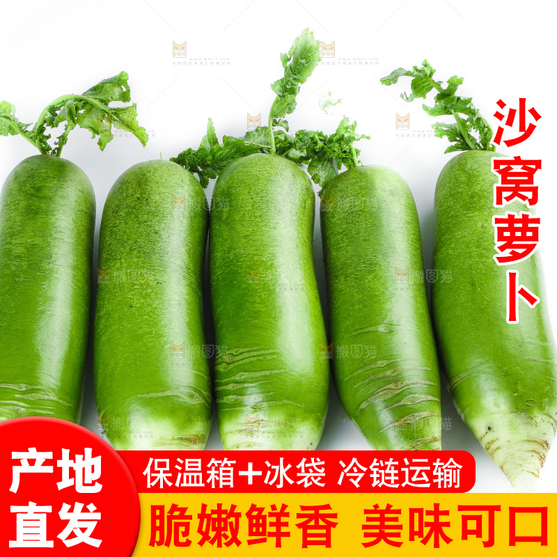 白底上的沙窝萝卜