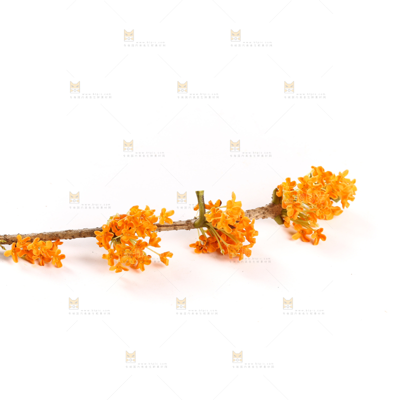 白底上的桂花