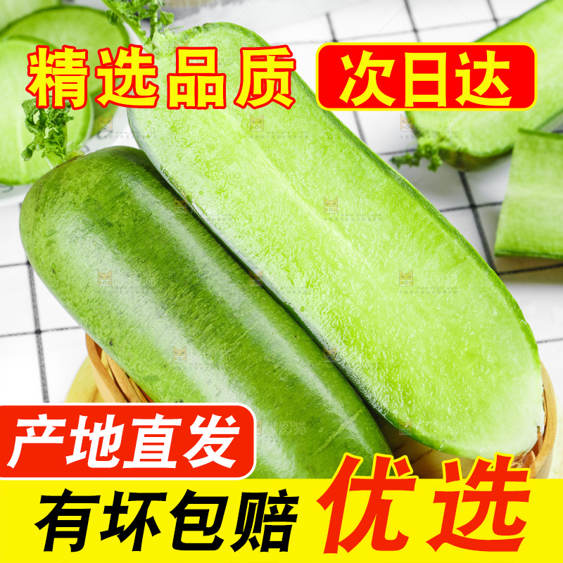 浅底上的沙窝萝卜