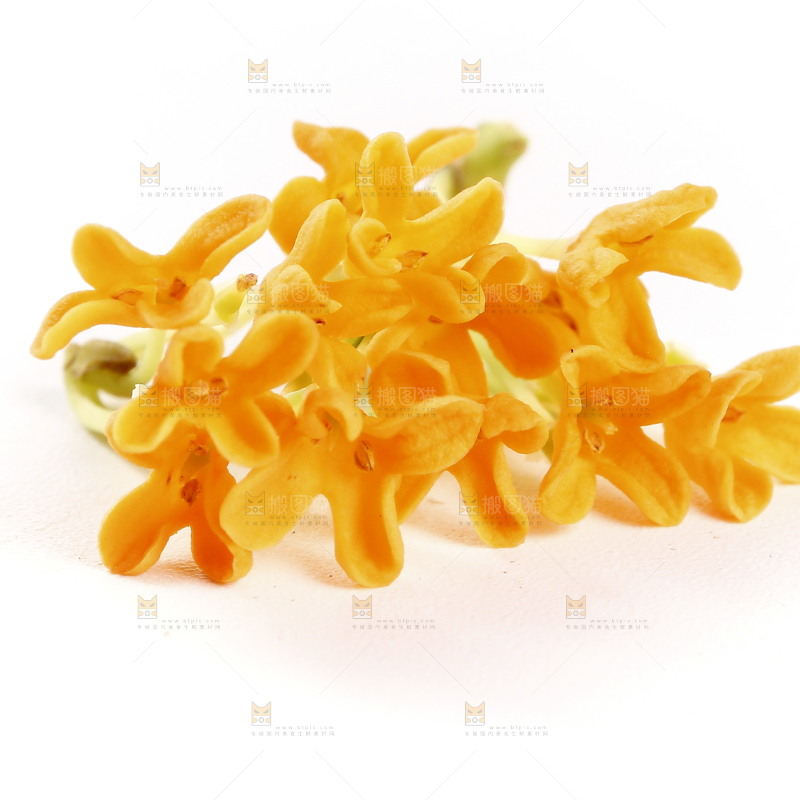 白底上的桂花