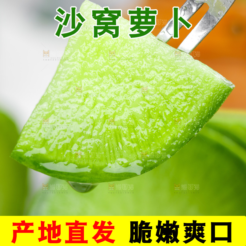 浅底上的沙窝萝卜