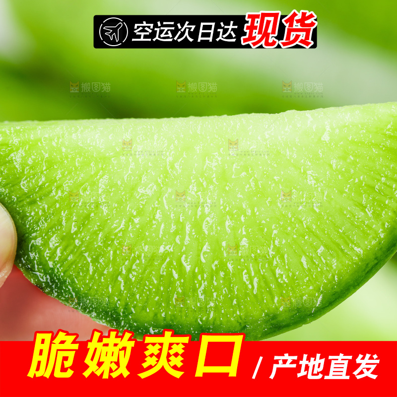 浅底上的沙窝萝卜